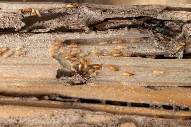Best Local Pest Control Services  in Lahoma City, OK